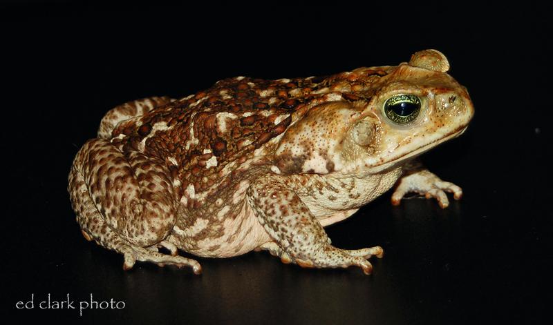 Bufo marinus (Rhinella marina)  Cane Toad12.jpg